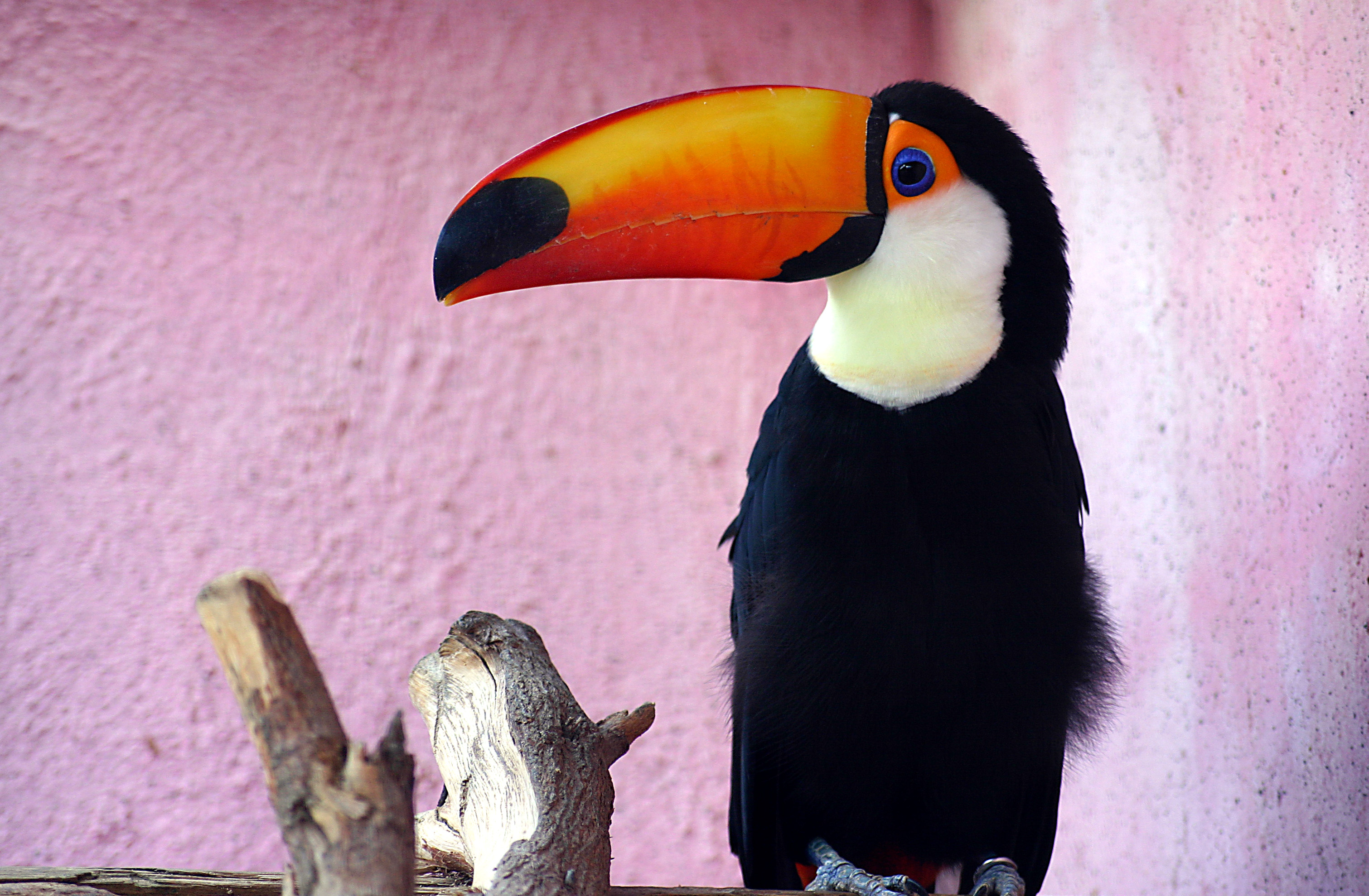 colorful bird